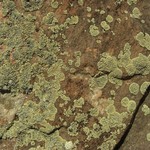 Lecanora novomexicana