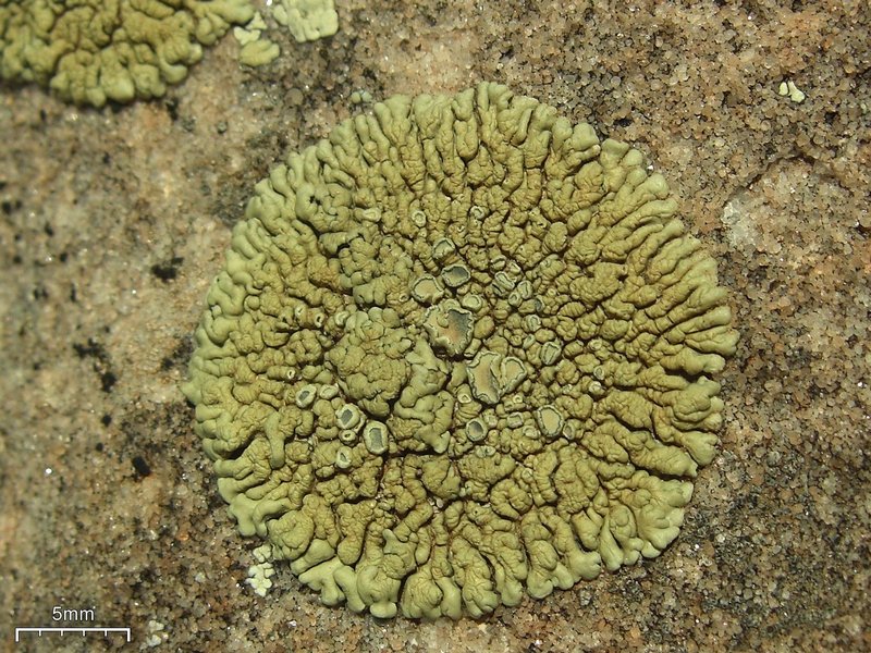 Lecanora novomexicana