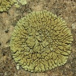 Lecanora novomexicana