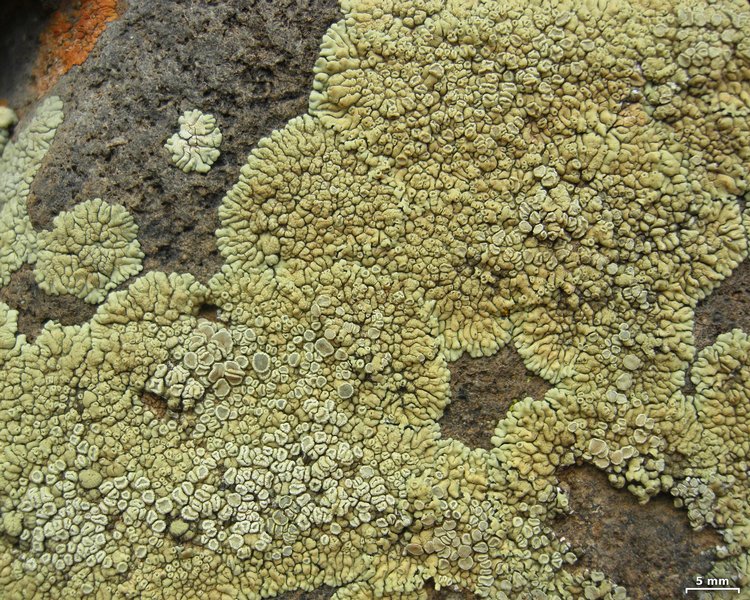 Lecanora novomexicana