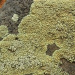Lecanora novomexicana