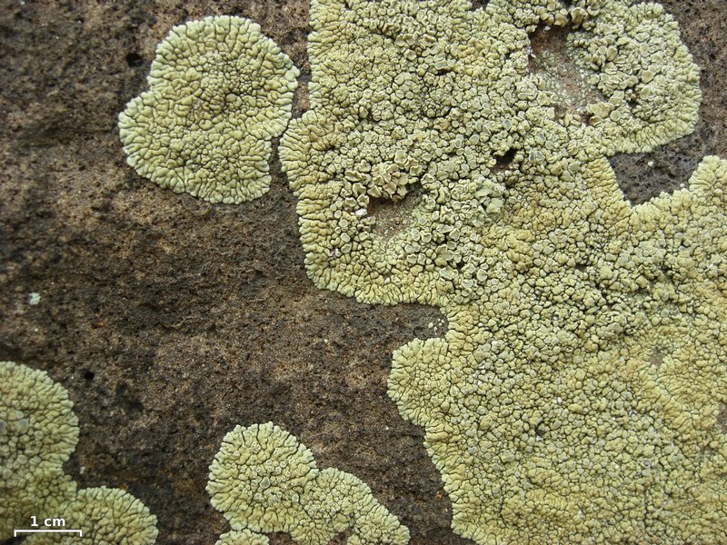 Lecanora novomexicana