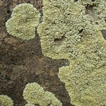 Lecanora novomexicana