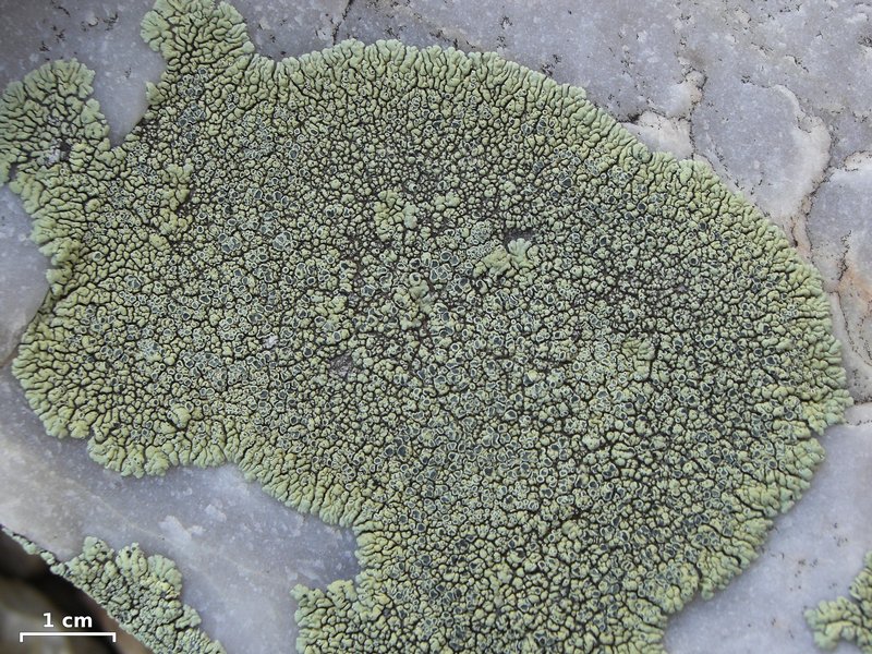 Lecanora novomexicana