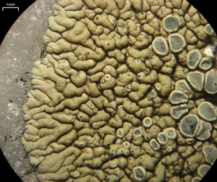 Lecanora novomexicana