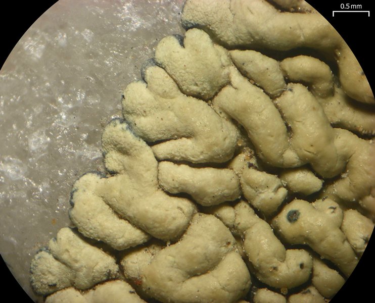 Lecanora novomexicana