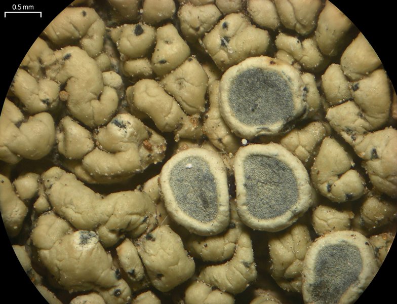 Lecanora novomexicana