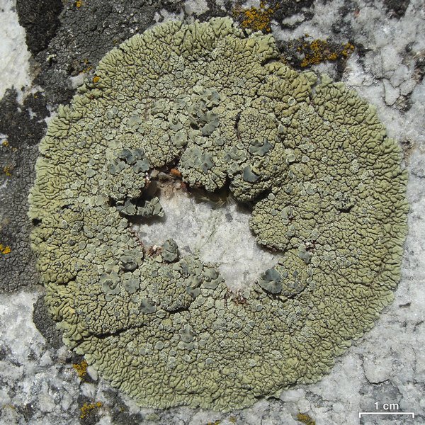 Lecanora novomexicana