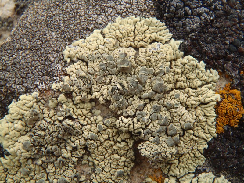 Lecanora novomexicana