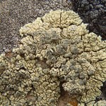 Lecanora novomexicana