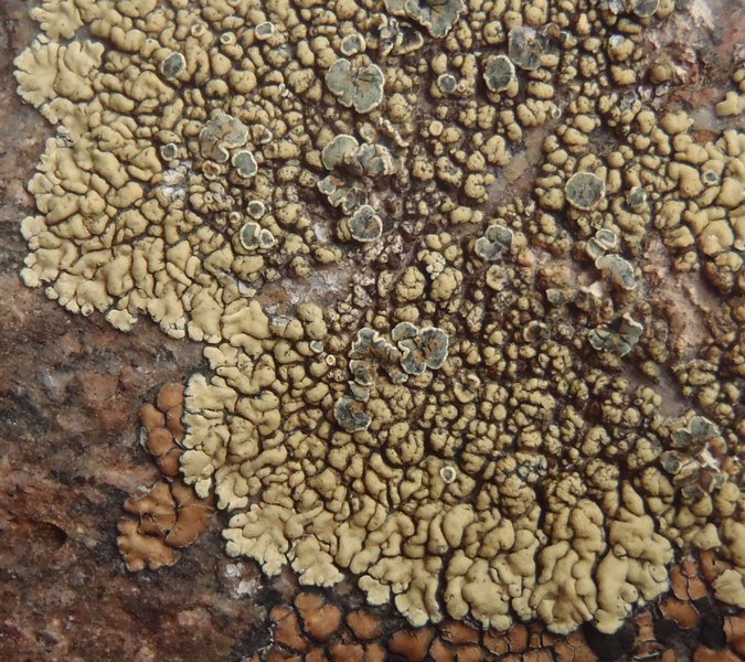 Lecanora novomexicana