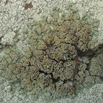 Lecanora opiniconensis