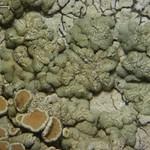 Lecanora opiniconensis