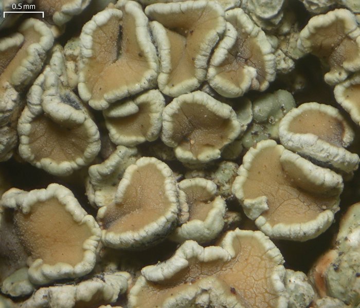 Lecanora opiniconensis