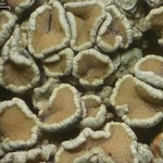 Lecanora opiniconensis