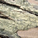 Lecanora orae-frigidae
