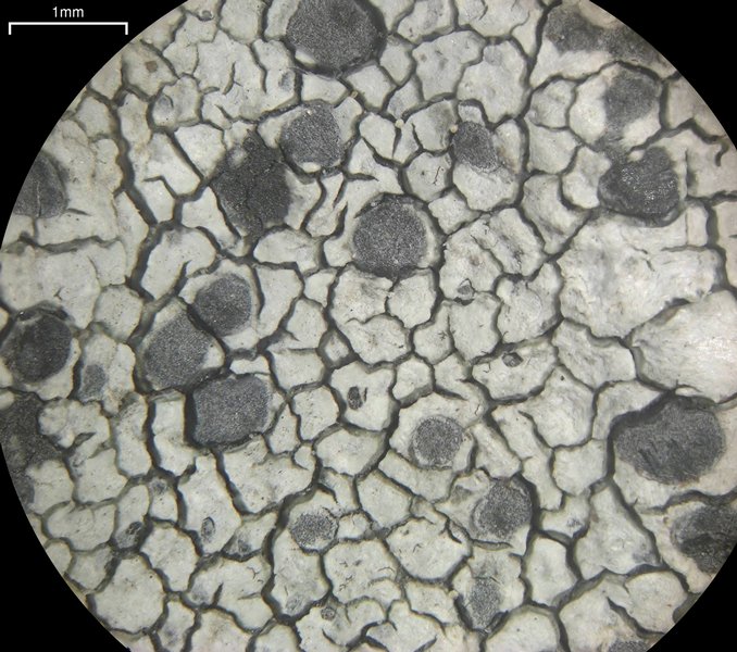 Lecanora oreinoides