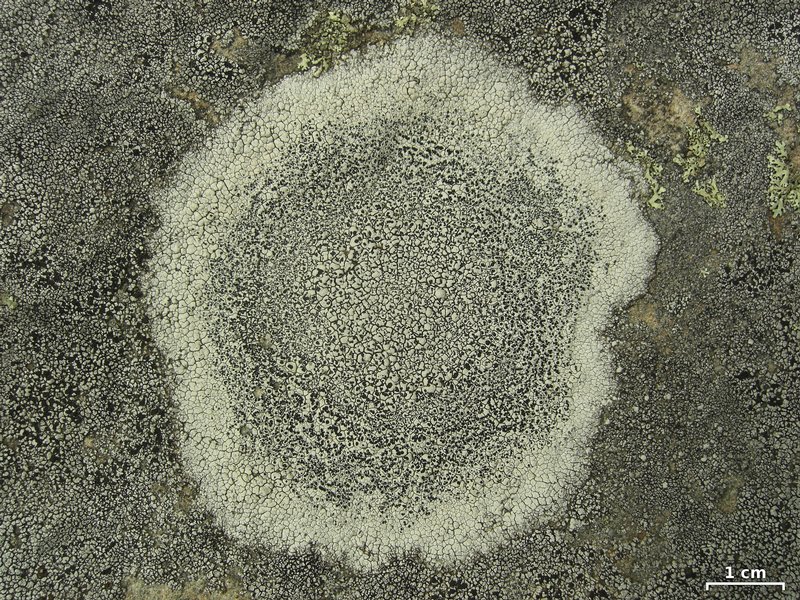 Lecanora oreinoides