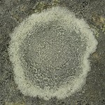 Lecanora oreinoides