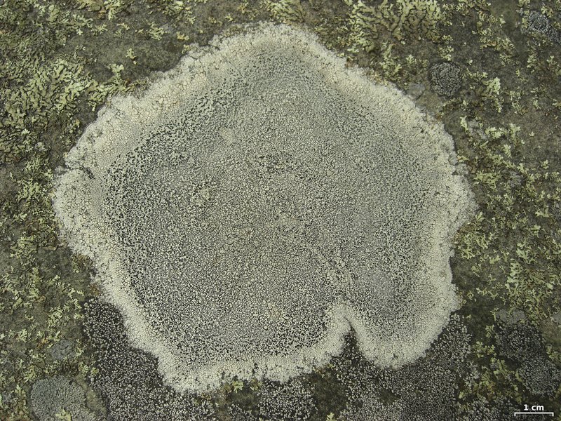 Lecanora oreinoides