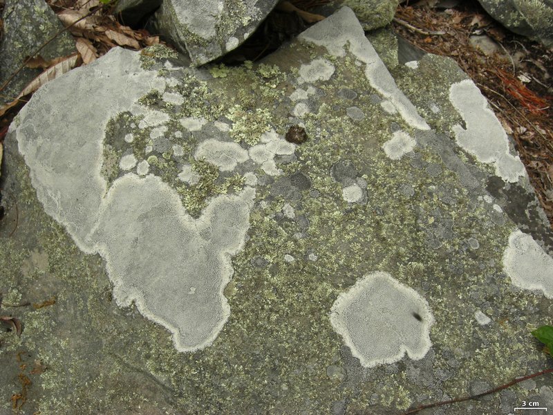 Lecanora oreinoides