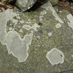 Lecanora oreinoides