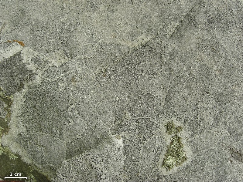 Lecanora oreinoides