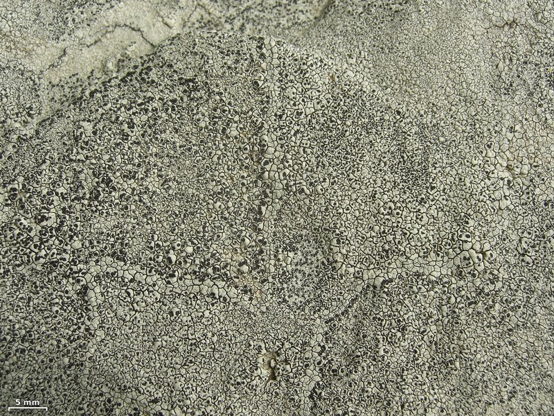 Lecanora oreinoides