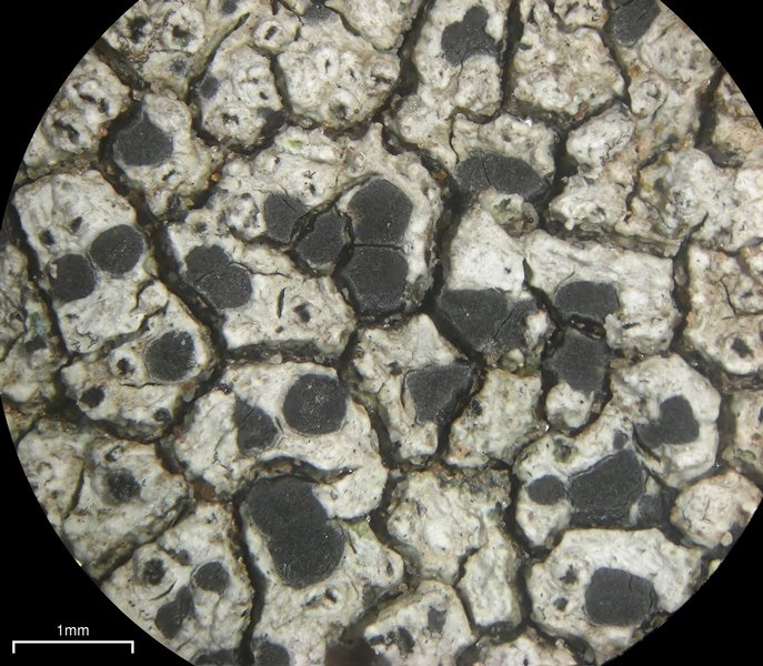 Lecanora oreinoides