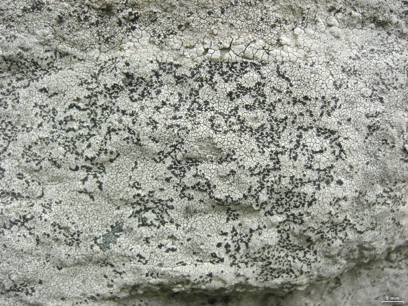 Lecanora oreinoides