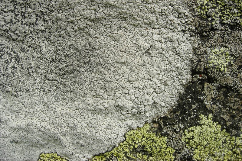 Lecanora oreinoides