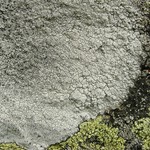 Lecanora oreinoides