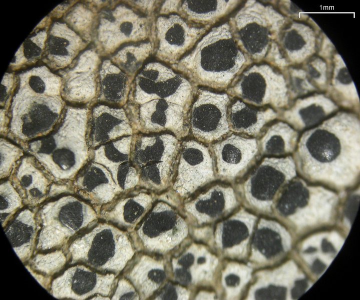 Lecanora oreinoides