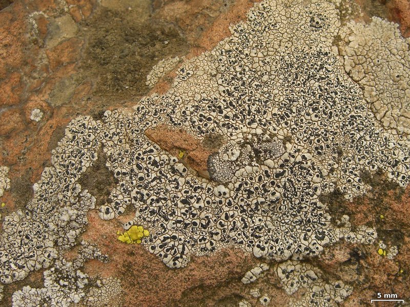 Lecanora oreinoides