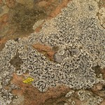 Lecanora oreinoides