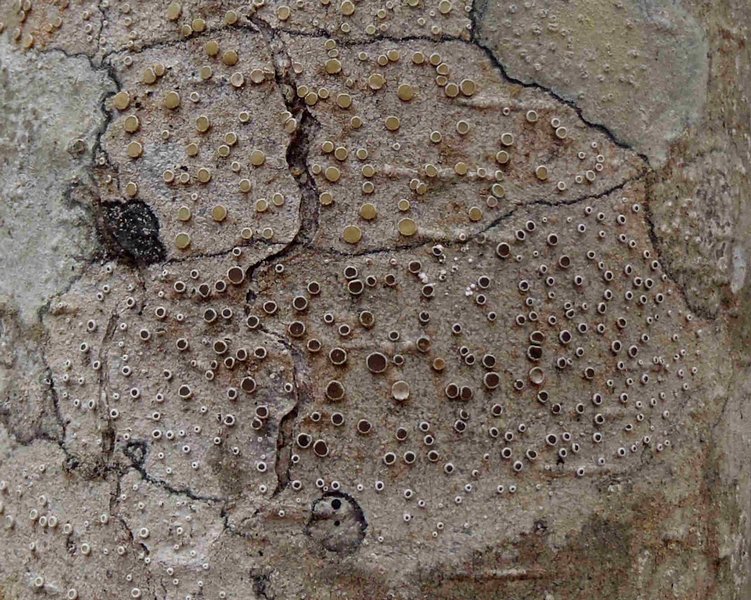 Lecanora pacifica