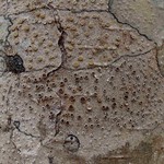 Lecanora pacifica