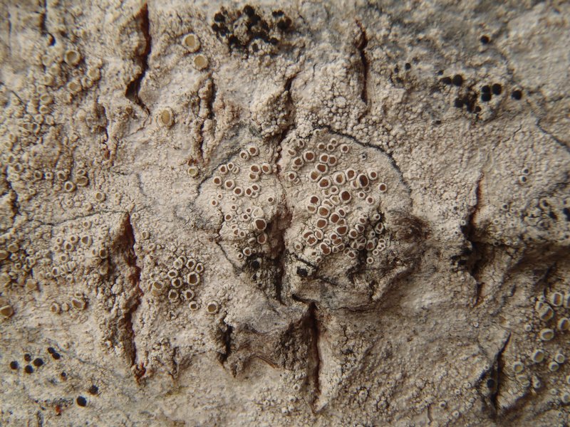 Lecanora pacifica