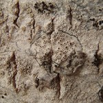 Lecanora pacifica