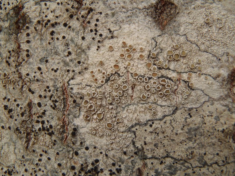 Lecanora pacifica