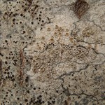 Lecanora pacifica