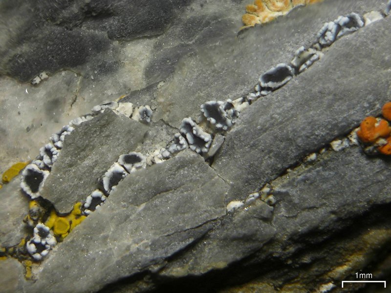 Lecanora percrenata