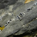 Lecanora percrenata