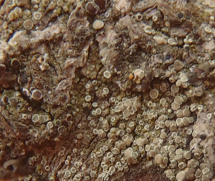 Lecanora persimilis