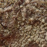 Lecanora persimilis