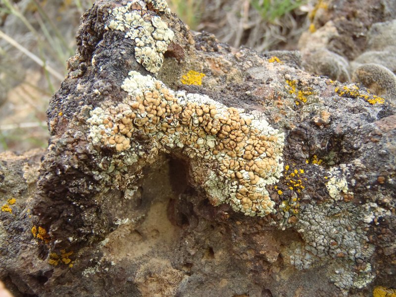 Lecanora phaedrophthalma