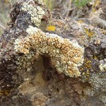 Lecanora phaedrophthalma