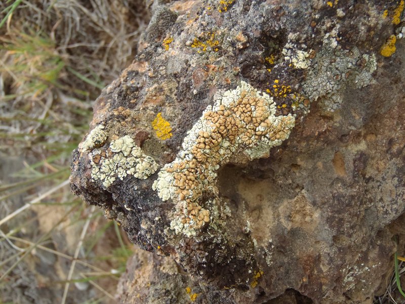 Lecanora phaedrophthalma