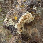 Lecanora phaedrophthalma