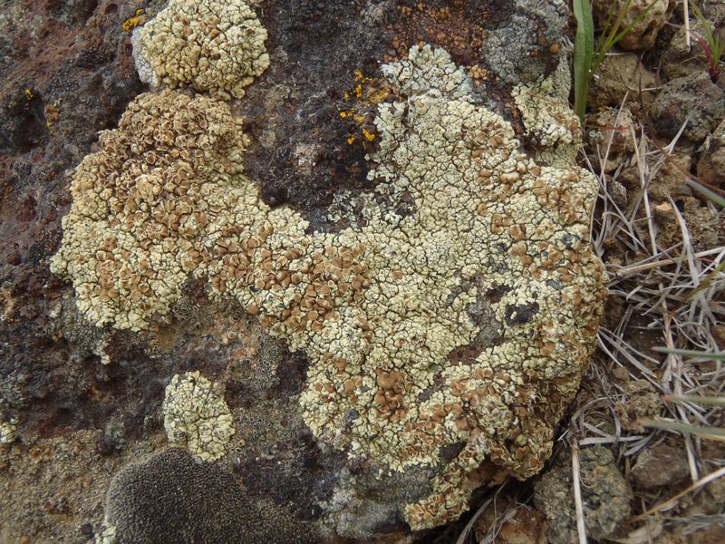 Lecanora phaedrophthalma